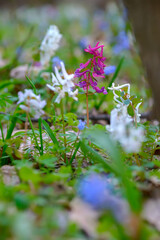 Mixed colors spring wild forest flowers in bloom on the forest floor, hollowroot Corydalis cava