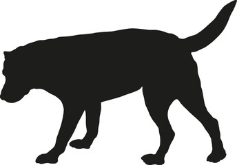 Standing labrador retriever puppy. Black dog silhouette. Pet animals. Isolated on a white background. Vector illustration.