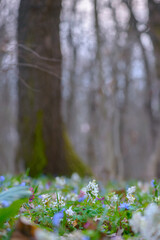 Scenic spring close up flowers background, with blurred background and soft focus highlights. Natural ladscape backdrop with copy space for cards