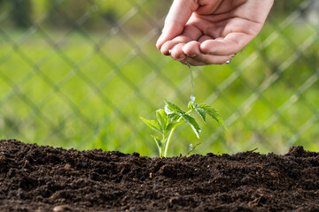 Farmer's hand watering a young plant, close-up.