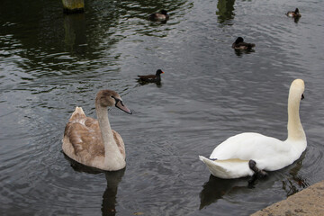 Fototapeta premium family of swans