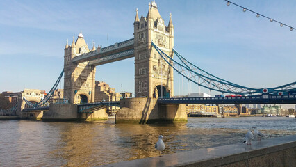 Fototapeta na wymiar London Tower Bridge and Seagulls