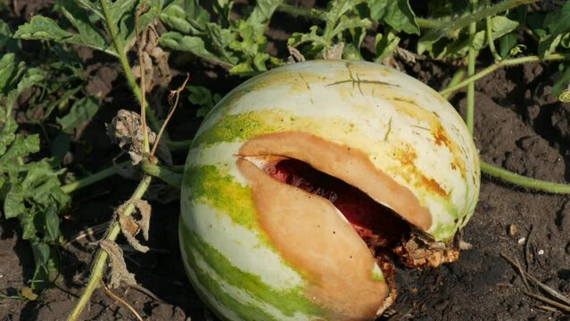 A young watermelon on a field in green foliage, burst. Ripe and rotten melons harvest