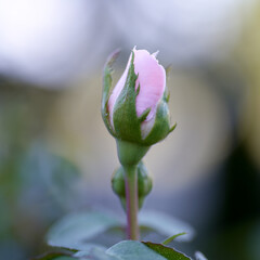 pink rose bud for cards background white flowers small white flowers square poster banner square...