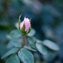 pink rose bud for cards background white flowers small white flowers square poster banner square format 