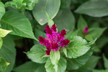 Celosia flower in garden. Close up of pink cockscomb flower