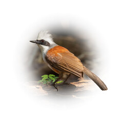 White-crested Laughingthrush perching on tree trunk looking into a distance