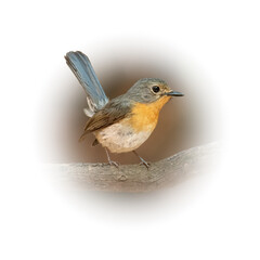 Female Indochinese Blue Flycatcher perching on a perch  looking into a distance
