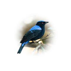 Asian Fairy-bluebird perching on tree branch looking into a distance