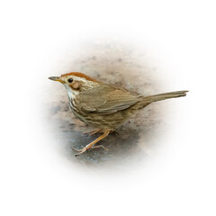 Fototapeta premium Puff-throated Babbler perching on ground looking into a distance