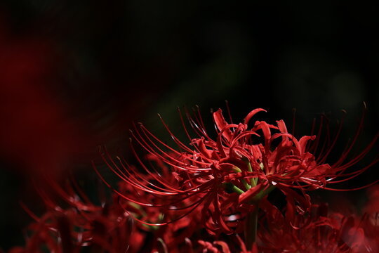 リコリス の画像 3 976 件の Stock 写真 ベクターおよびビデオ Adobe Stock