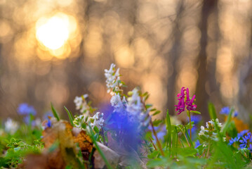 Close up of spring flowers hollowroot Corydalis cava and two-leaf squill Scilla bifolia, over scenic sunset blurred background with soft focus highlights