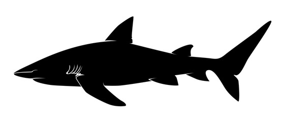 Fototapeta premium shark silhouette isolated on white