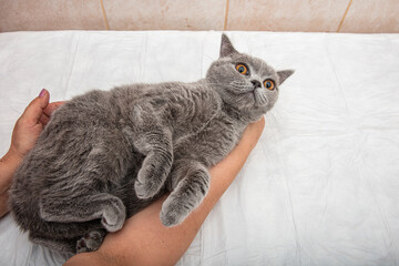 Veterinarian at vet clinic listens to tabby cute kitten with stethoscope. Sad british shorthair cat...