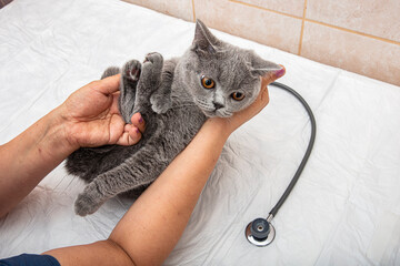 Veterinarian at vet clinic listens to tabby cute kitten with stethoscope. Sad british shorthair cat...