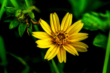 yellow flower