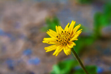 yellow flower