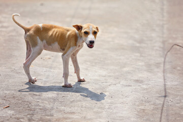 Portrait of Indian street dog posing to camera
