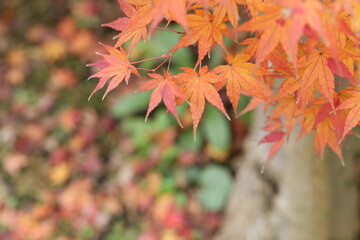 紅葉したもみじの枝