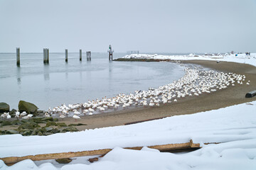 Winter Beach and Snowgeese Steveston BC. A flock of Snow Geese on the shore of the Fraser River, Richmond, BC.

