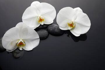 White orchid and black stones in water