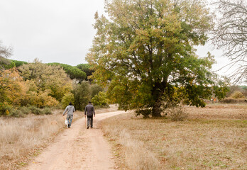 Fototapeta premium Two grown men walk their dogs along a country path on a beautiful foggy fall day.
