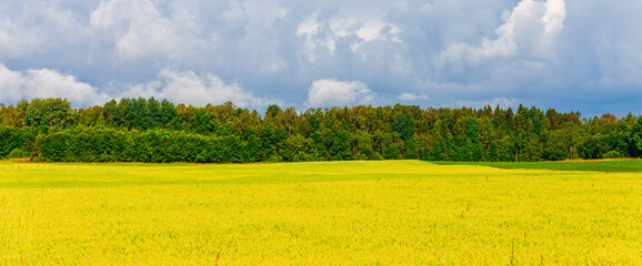 Yellow field of blooming raps with forest in the background and stormy clouds at summer day.Web banner.