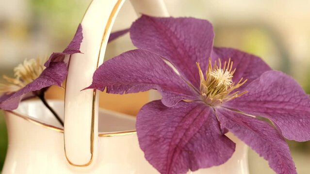 Lilac flower clematis in a white ceramic basket close-up, slowly spinning on a parallax rig.