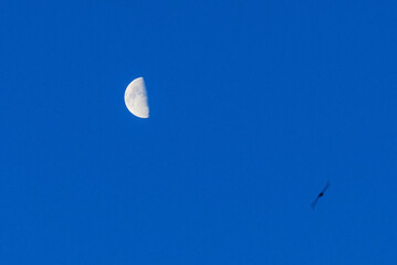 Small moon and bird silhouette over blue glowing sky background.The Moon illuminated by the Sun.