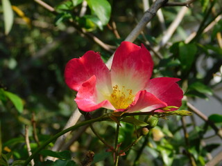 Red, white and yellow rosa cocktail, or Meimick shrub rose