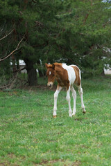 Naklejka na ściany i meble A small piebald pony foal grazes on a grassy forest lawn 