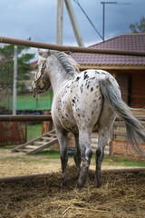 Appaloosa pony stands in a levada and looks into the distance, turning away from the camera  © Polina