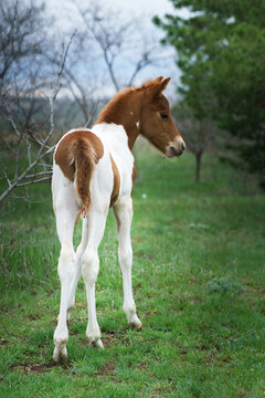 A small piebald pony foal grazes on a grassy forest lawn
