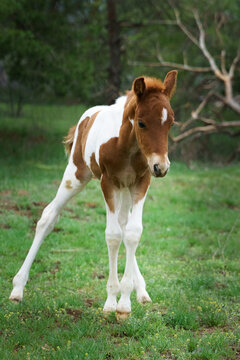 A small piebald pony foal grazes on a grassy forest lawn
