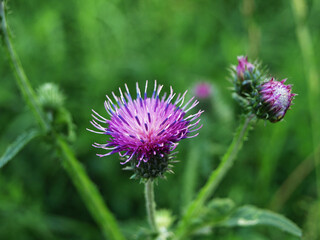 Curled thistle (carduus crispus) flowering plant in the meadow