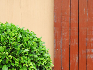 Green Serenity: A Vibrant Plant on a Beige Wall