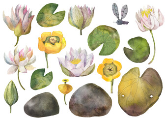 Water lily pond set. Watercolor isolated images on white background. 