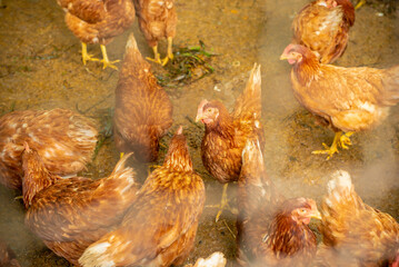 Chickens in a traditional free-range chicken farm Shoot blurry, focus the mesh as the foreground.