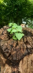 tree in the forest
