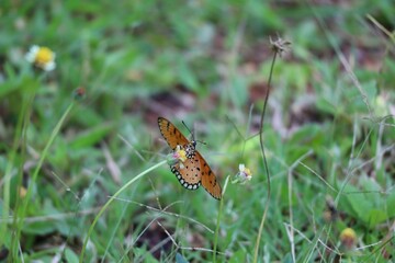 butterfly on grass
