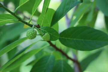 walnuts on tree