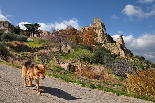 Craco, Matera, Basilicata, Italy: dog walks in front of the ruins of the ghost town that was abandoned due to natural disasters