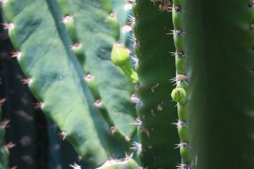 close up of cactus