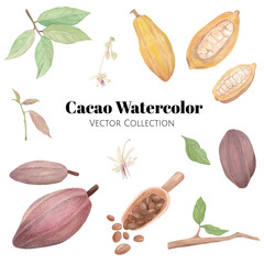 Cacao tree watercolor vector collection
