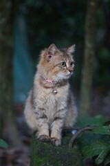 Naklejka na ściany i meble lynx in the forest