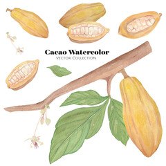 Cacao tree watercolor vector