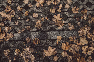 top view of autumn leaf on a path. an autumn background in retro color. tree leaves in the colors of autumn