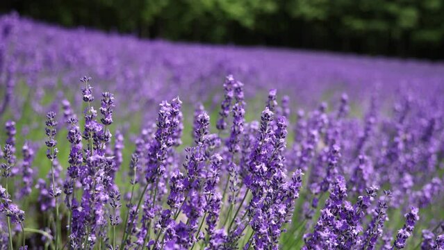 Lavender field in Furano, Hokkaido