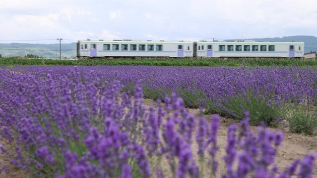 Hokkaido, Furano, Lavender Field and JR Furano Line trains