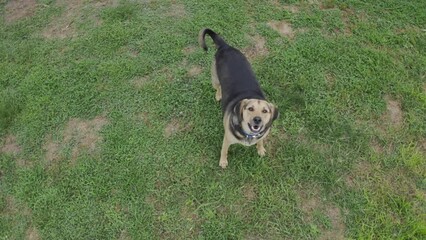 A dog barks playfully at a low flying drone overhead.  	